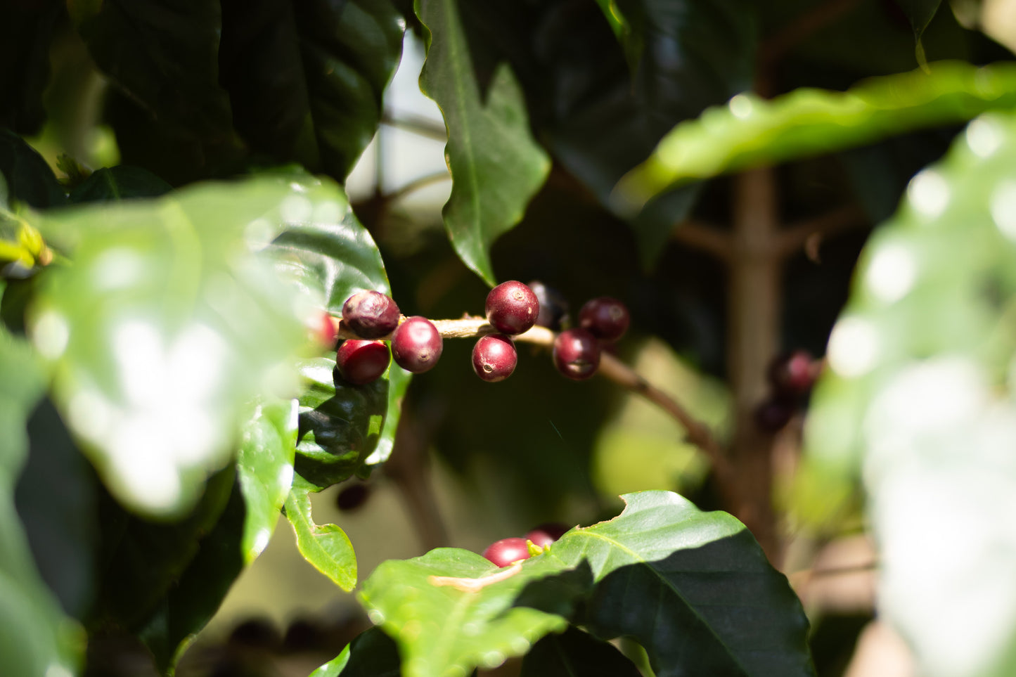 エルサルバドル, ファミリア・クリスティアーニ - BE A GOOD NEIGHBOR COFFEE KIOSK