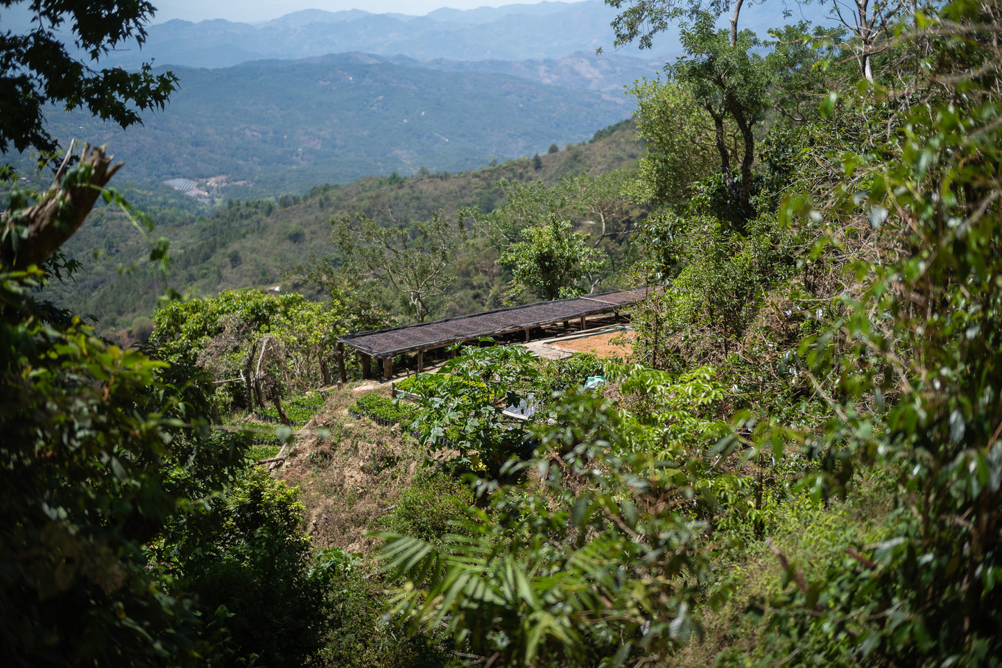 エルサルバドル, ファミリア・ディアス - BE A GOOD NEIGHBOR COFFEE KIOSK